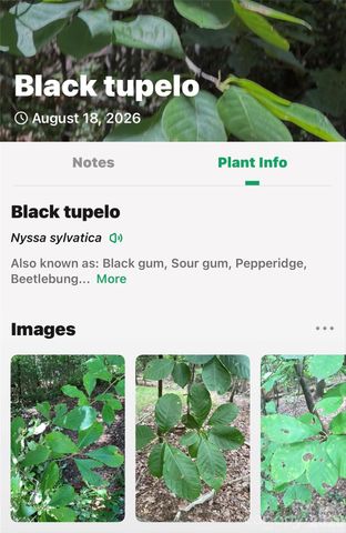 TBD Antioch Road, Lake Lure, NC 28746