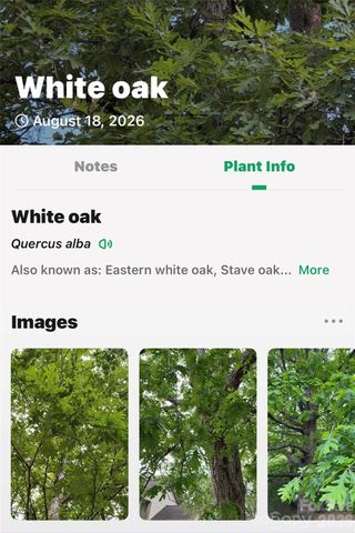 TBD Antioch Road, Lake Lure, NC 28746