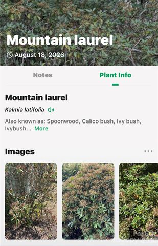 TBD Antioch Road, Lake Lure, NC 28746