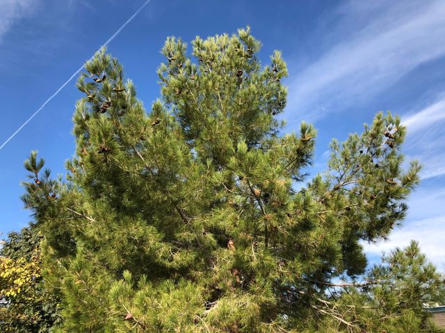 2103 S GRANADA Drive Unit 2, Tempe, AZ 85282