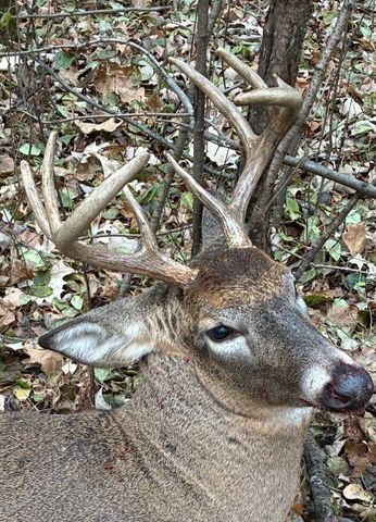 Lot 5 Butternut Road, Brainerd, MN 56401