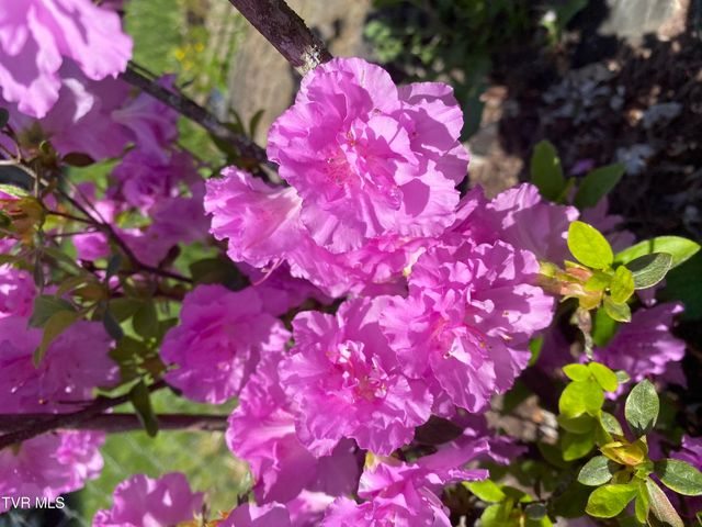 500 Sunnyvale Drive, Johnson City, TN 37601