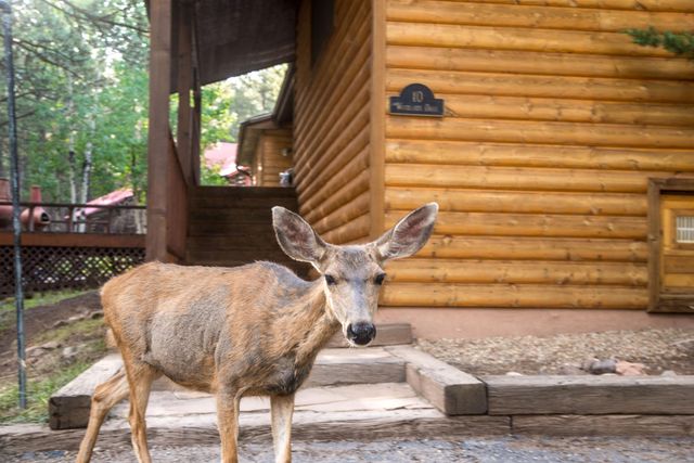 10 Woodland Drive, Angel Fire, NM 87710