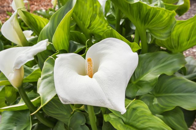 38385 Larue Way, Davis, CA 95616