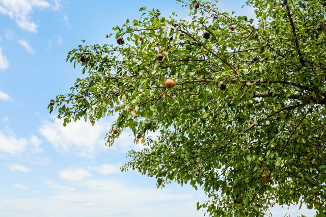 294 McDale Rd, Shelbyville, TN 37160