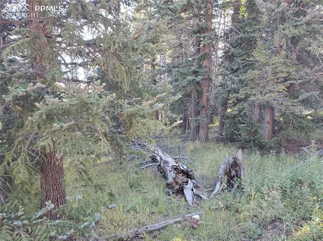 309 Pinaceae Heights, Divide, CO 80814