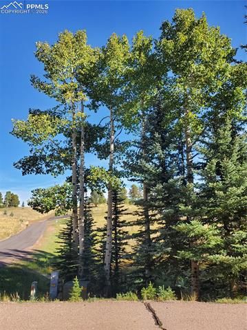 309 Pinaceae Heights, Divide, CO 80814