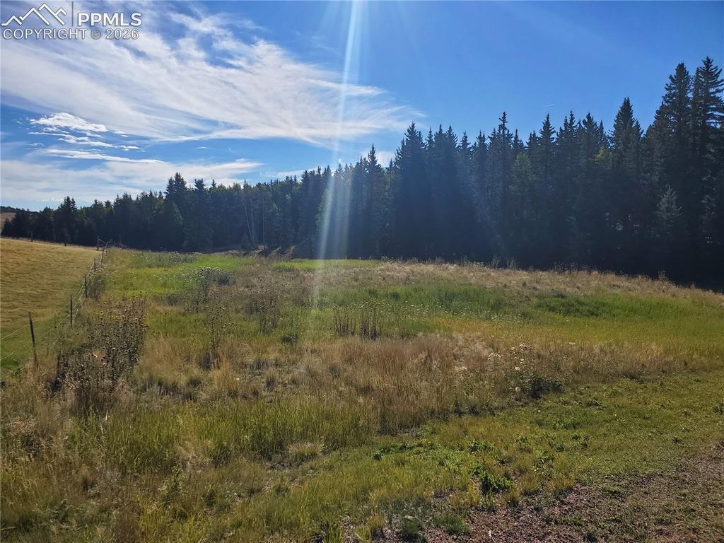 309 Pinaceae Heights, Divide, CO 80814 — photo 3
