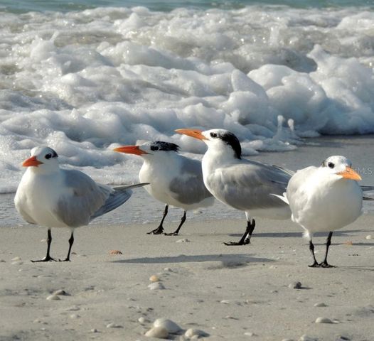 1761 AUBURN LAKES DRIVE 11, Venice, FL 34292