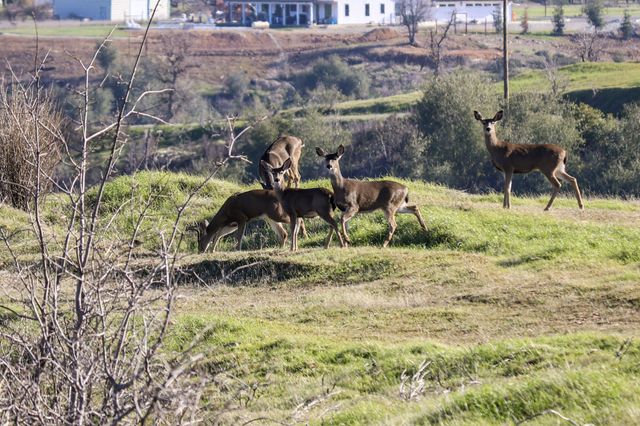 Cloverdale Road, Anderson, CA 96007