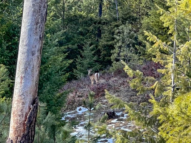 35XX Harms Way, Valley, WA 99181