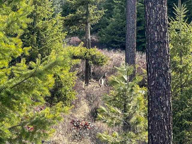 35XX Harms Way, Valley, WA 99181