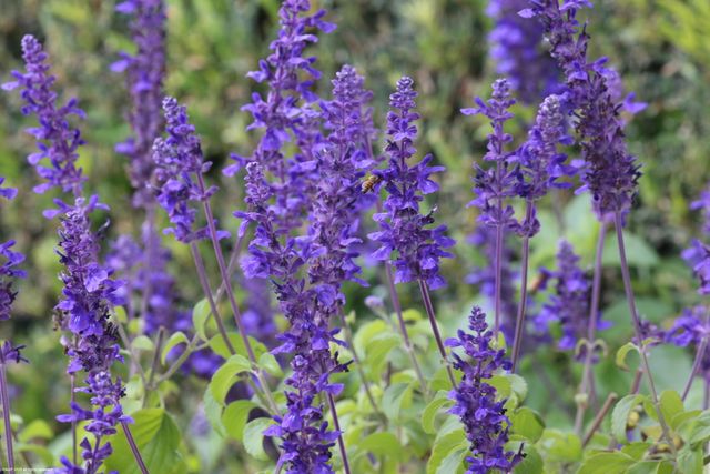 2990 Twin Oaks Way, Wellington, FL 33414