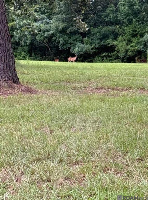 TBD La Hwy 22, Springfield, LA 70462