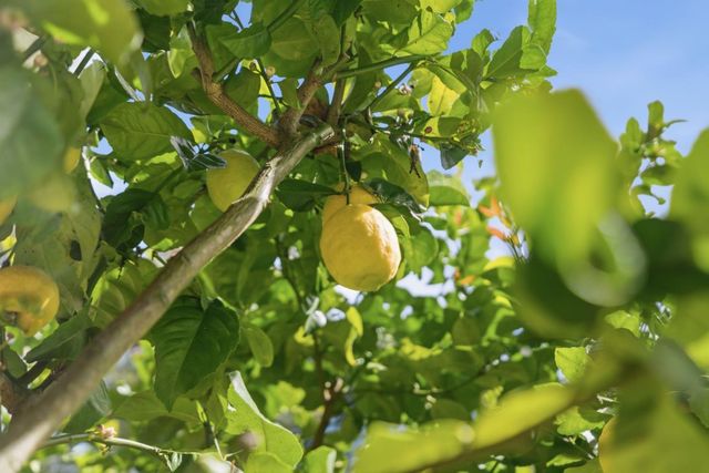 10931 Sequoia Avenue, Felton, CA 95018