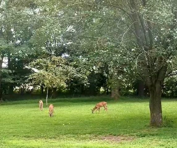 109 Echo Springs Drive, Frankfort, KY 40601