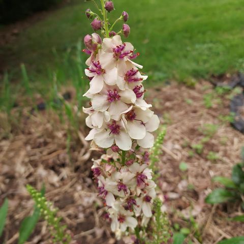 1612 Richards Street, La Porte, IN 46350