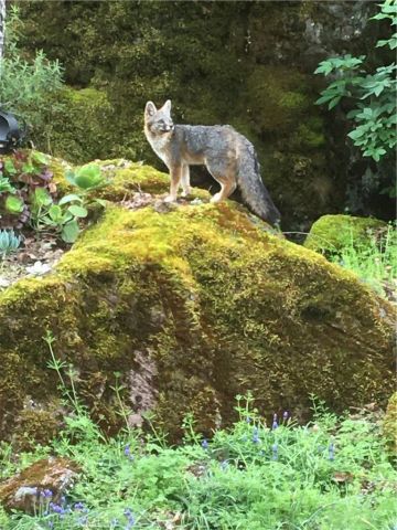 3520 Michelle Drive, Kelseyville, CA 95451