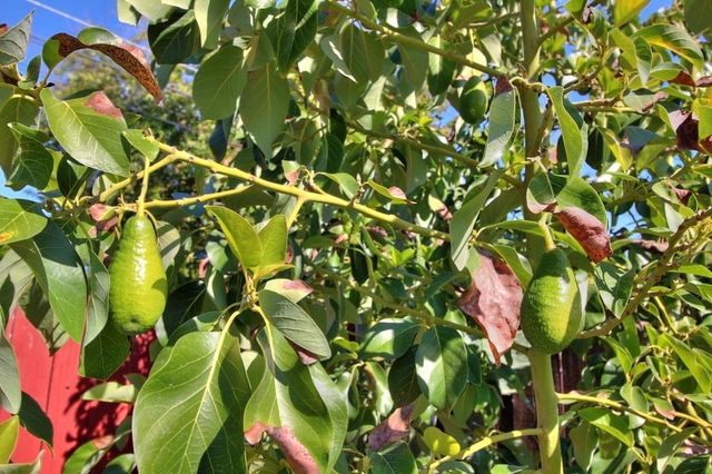 1345 Teresa St, Modesto, CA 95350