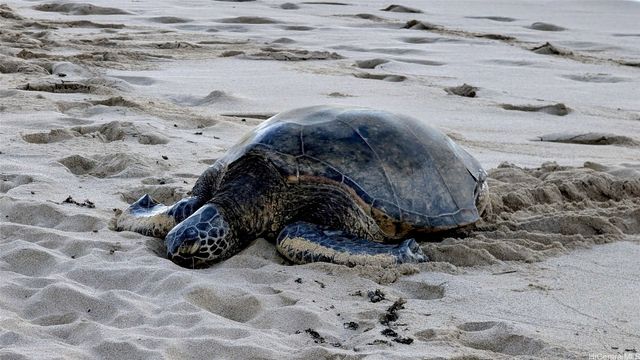 68-235 Au Street, Waialua, HI 96791