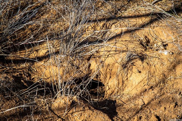 320 county road 341, Jourdanton, TX 78026