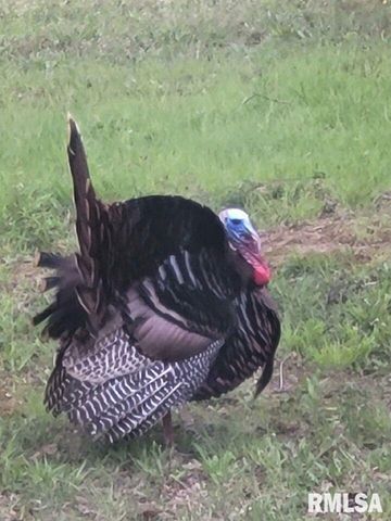 5504 MARION Road, Metropolis, IL 62960