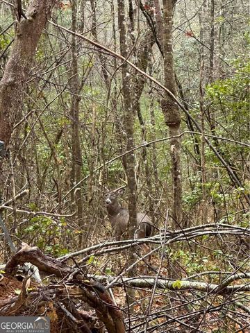 513 Trackrock Gap Road, Blairsville, GA 30512