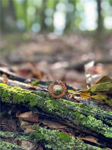 0 Matson Road, Ligonier Twp, PA 15658