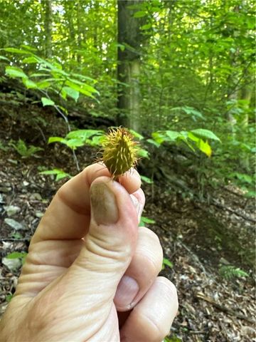 0 Matson Road, Ligonier Twp, PA 15658