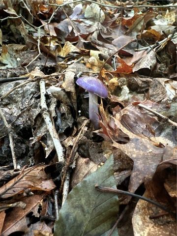 0 Matson Road, Ligonier Twp, PA 15658