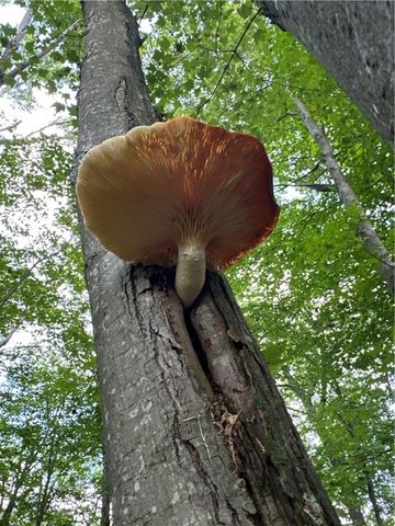 0 Matson Road, Ligonier Twp, PA 15658