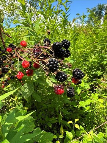 0 Matson Road, Ligonier Twp, PA 15658