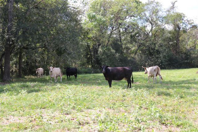 TBD Derby Lane, Madisonville, TX 77864