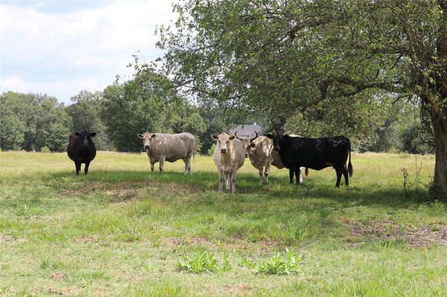 TBD Derby Lane, Madisonville, TX 77864