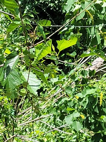 Lots 23-25 Cargill Street, Houston, TX 77029