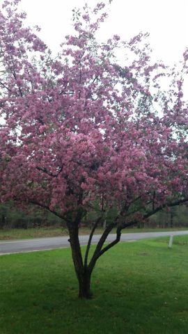 8493 W 5 Mile Road, Irons, MI 49644