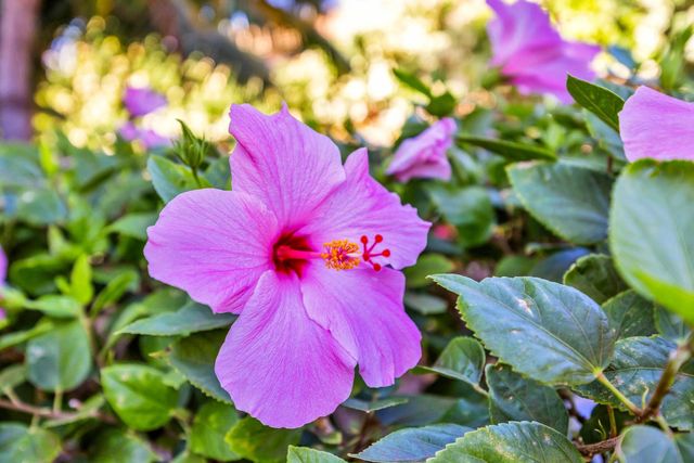 2531 S Kihei Rd Apt C620 620, Kihei, HI 96753