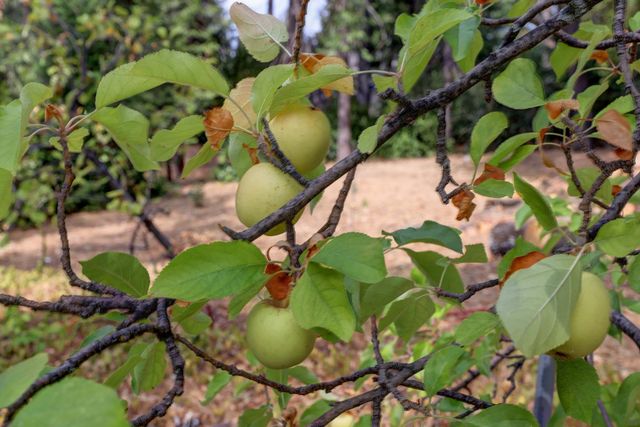 3092 Carson Rd, Placerville, CA 95667