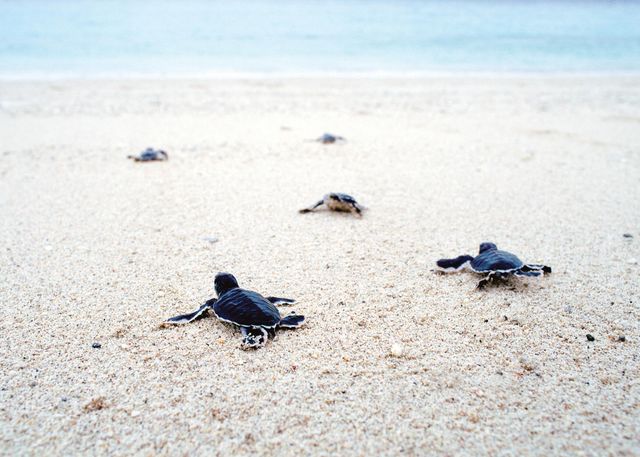 2402 Racquet Club Drive, Seabrook Island, SC 29455