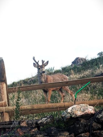 631 S Clark Street, Butte, MT 59701