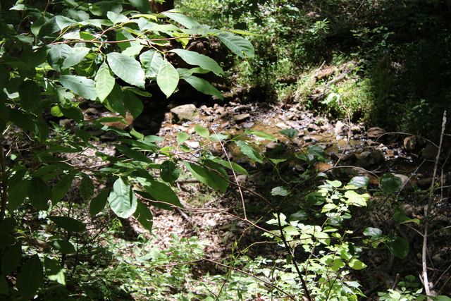 7923 Poor Mountain RD, Bent Mountain, VA 24059