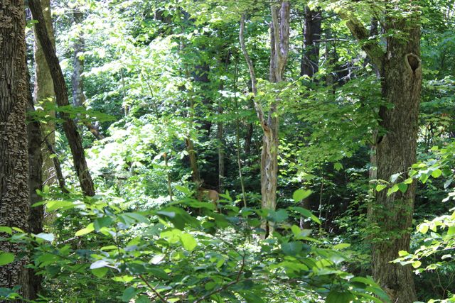 7923 Poor Mountain RD, Bent Mountain, VA 24059