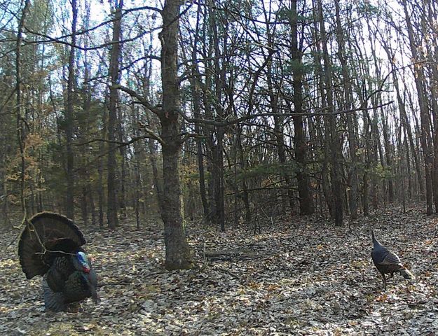 59282 County Road 653, Almena Twp, MI 49079