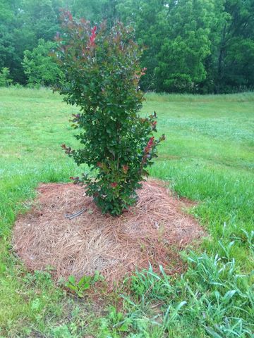 2006 McMahan Hollow Rd, Pleasant View, TN 37146