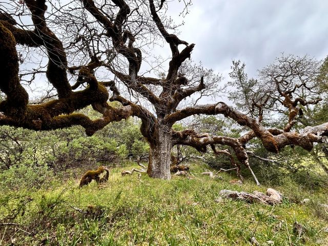 8401 Brandywine Dr, Ukiah, CA 95482