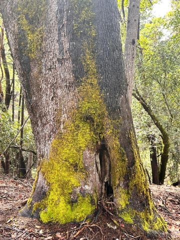 8401 Brandywine Dr, Ukiah, CA 95482