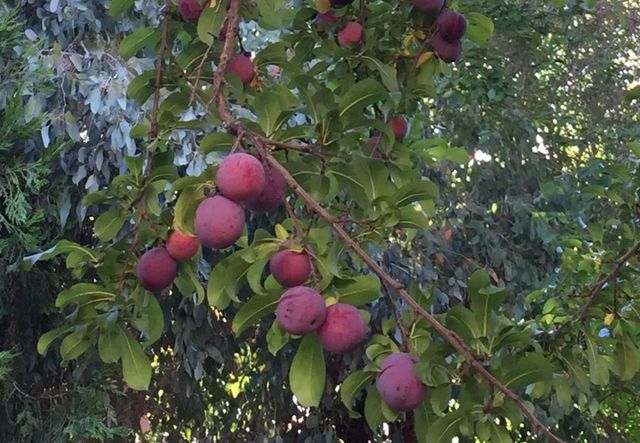 6894 Serenity Court, San Jose, CA 95120