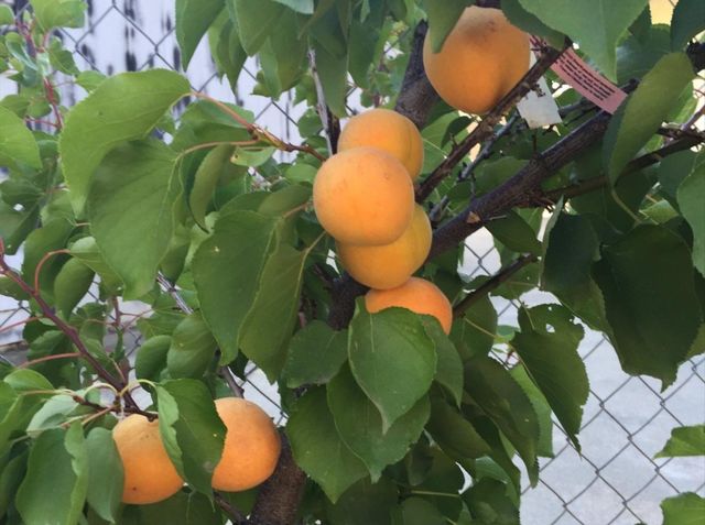 6894 Serenity Court, San Jose, CA 95120