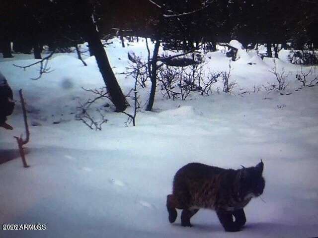 17810 S WALAPAI Road 72, Munds Park, AZ 86017