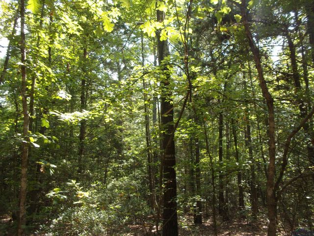 811 CR 1762, Linden, TX 75563